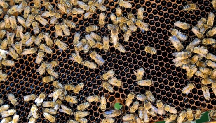 Çam Dağı’nda Mesaiye Başlayan Arıcılar Tescilli Kestane Balının Rekoltesinden Umutlu