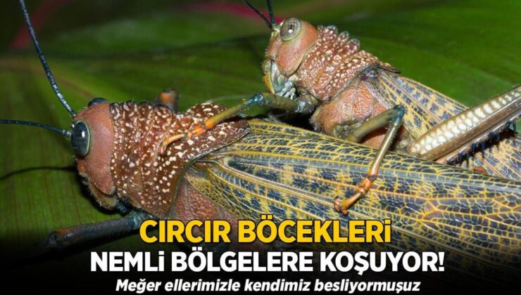 Cırcır Böcekleri Neme Koşuyor! Oysaki Ellerimizle Kendimiz Besliyormuşuz