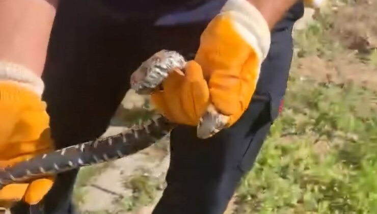 Çorum’da Meskene Giren Yılan Paniğe Neden Oldu