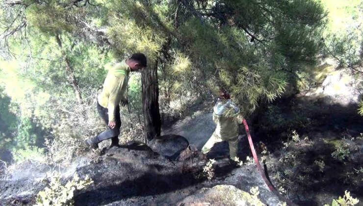 Çorum’un Oğuzlar İlçesinde Orman Yangını: 5 Dekarlık Alan Zarar Gördü