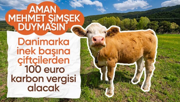 Danimarka Çiftçilerden İnek Başına 100 EURO Karbon Vergisi Alacak