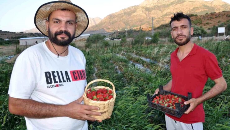 Devlet Dayanağıyla Tütüne Alternatif Olarak Ürettikleri Çilekleri Devletin Zirvesine Ulaştırmanın Memnunluğunu Yaşadılar