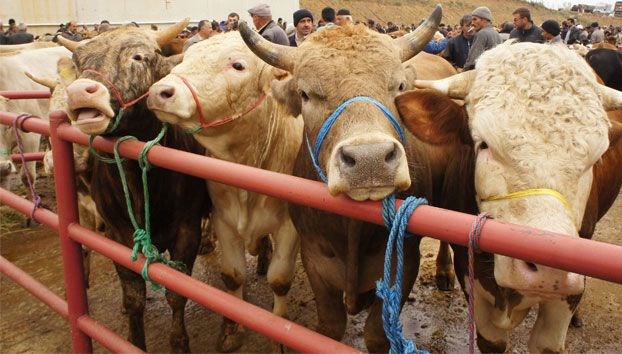 Diyanet Açıkladı: Kurban Keserken Hangi Dualar Okunmalı? Kurban Keserken Okunacak Dualar