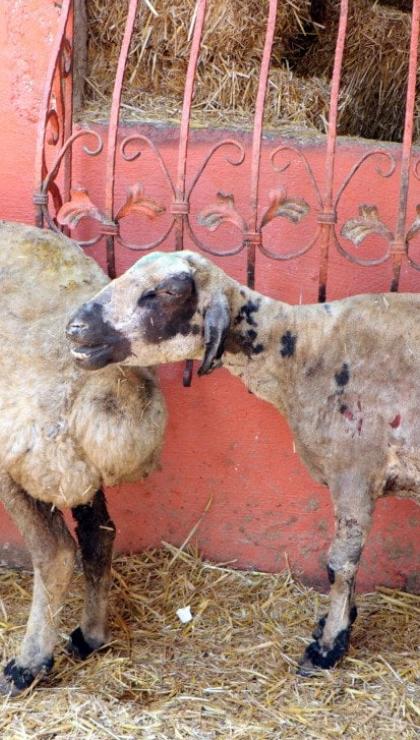 diyarbakir ve mardindeki yanginda yaralanan hayvanlara terapi 2 ElDyyAlY