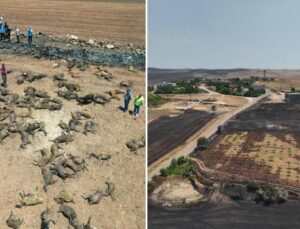 Diyarbakır ve Mardin’deki Yangınların Bilançosu Ağır: 924 Hayvan Öldü, 15 Bin Dekara Yakın Tarım Alanı Yandı