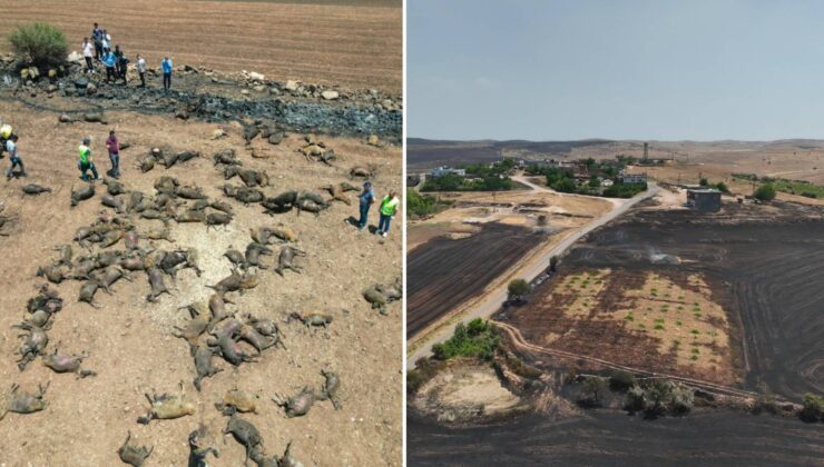 Diyarbakır ve Mardin’deki Yangınların Bilançosu Ağır: 924 Hayvan Öldü, 15 Bin Dekara Yakın Tarım Alanı Yandı