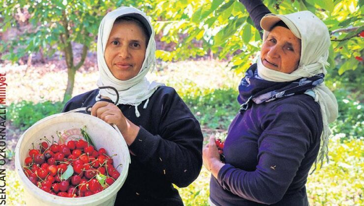 Dünya, Manisa Kirazı Yiyor