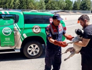 Edirne’de Yaralı Köpek Tedavi Altına Alındı