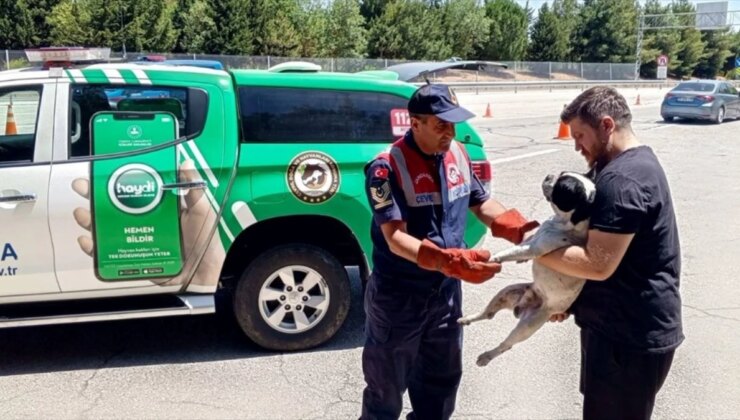 Edirne’de Yaralı Köpek Tedavi Altına Alındı