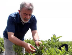 Edirne’de Yetiştirdiği Yaban Mersininin Hasadını Yaptı