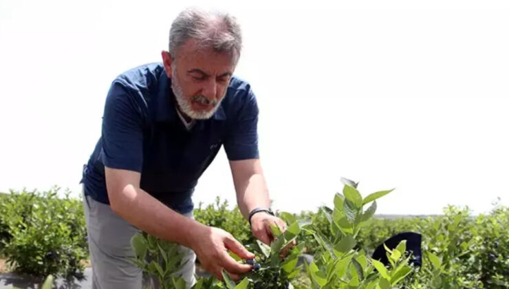 Edirne’de Yetiştirdiği Yaban Mersininin Hasadını Yaptı