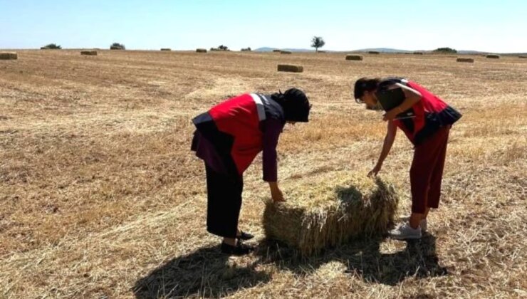 Emet’te Yem Bitkisi Desteklemesi Başvurusu Yapan Üreticilerin Tarlalarında Denetimler Yapıldı