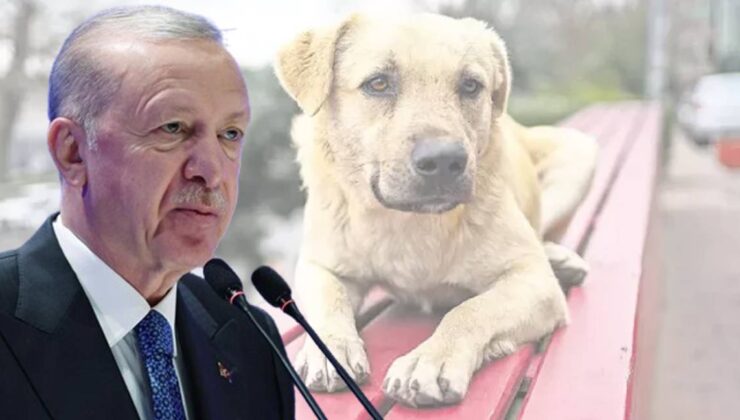 Erdoğan’dan Kurmaylarına Sokak Köpekleri Talimatı: Bu İşi Bir An Önce Neticelendirin