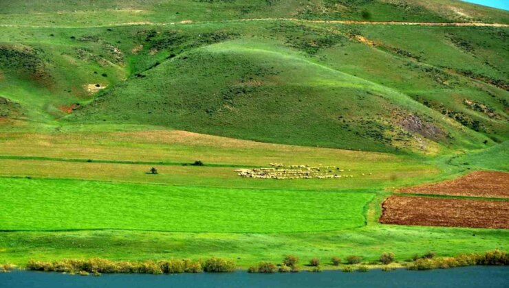 Erzurum İli Süt Ürünleri Sektörü Araştırma Raporu