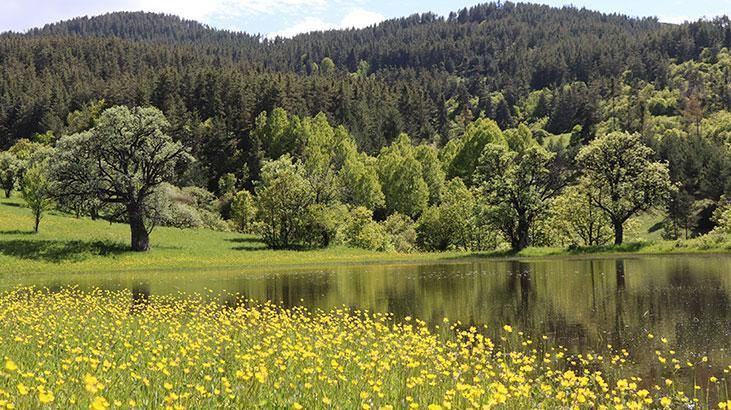 Erzurum’da Ormanlara Girişiler Yasaklandı