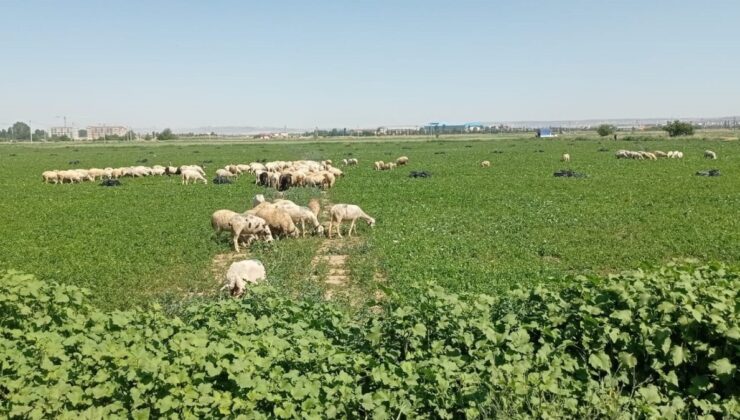 Eskişehir’de Çiftçiler Satamadıkları Maydanozu Koyunlara Yedirdi