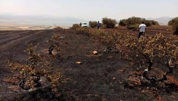 Gaziantep’te Anız Yangını: Zeytin ve Üzüm Bağları Zarar Gördü