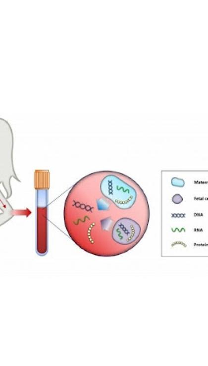 hamileyim bebegim saglikli mi ninalia nipt nedir fetal dna testi nedir 0 Me77g99S