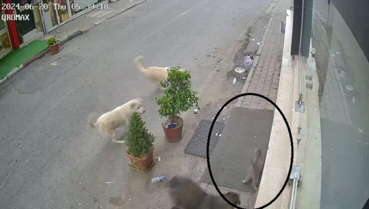 Hatay’da 8 Köpek Ortalarına Aldıkları Kediyi Telef Ettiler!