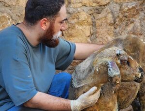 ‘Hayat Tamircisi’ Mardin ve Diyarbakır Yangınında Yaralanan Hayvanlara Şifa Dağıtıyor