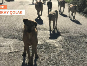 Hayvanları Öldürme Teklifine Tepki: ‘Köpekleri Bu Hale Biz Getirdik’