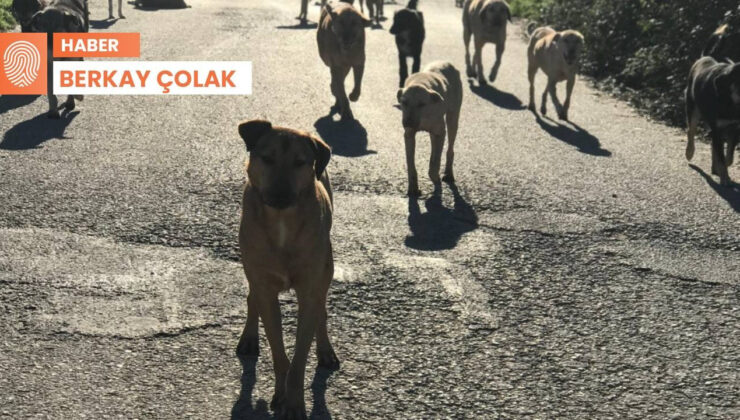 Hayvanları Öldürme Teklifine Tepki: ‘Köpekleri Bu Hale Biz Getirdik’