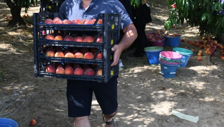 Haziran Ortası Başlayan Hasat Eylül Sonuna Kadar Devam Edecek! Verim Bu Yıl Geçen Yıldan İyi