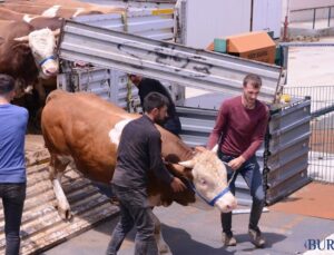 İnegöl’de Kurban Bayramı Öncesi Hayvan Pazarı Açıldı