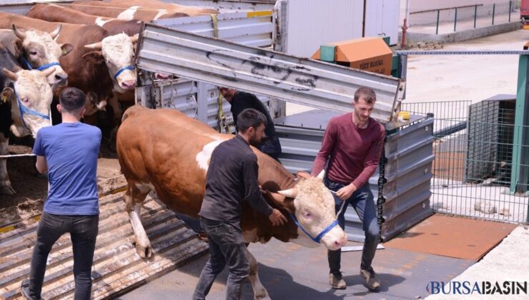 İnegöl’de Kurban Bayramı Öncesi Hayvan Pazarı Açıldı