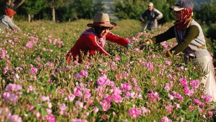 Isparta Gülünden 95 Milyar Dolarlık İhracat