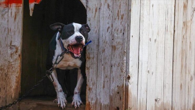 İstanbul’da Pitbull Dehşeti: Yoldan Geçenlere Saldırdı, İki Kişi Yaralandı