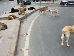 İstanbul’un Göbeğinde Kuduz Şüphesi! Sokak Köpeğinin Isırdığı Adam Hastanede İkinci Şoku Yaşadı