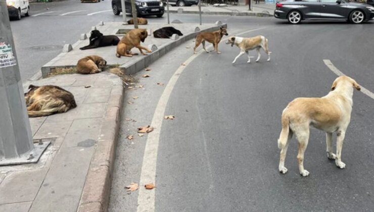 İstanbul’un Göbeğinde Kuduz Şüphesi! Sokak Köpeğinin Isırdığı Adam Hastanede İkinci Şoku Yaşadı