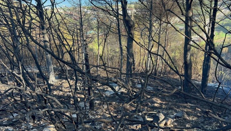 İzmir’de Çıkan Yangınlarda Onlarca Dönüm Alan Zarar Gördü