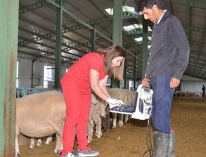 Kadın Girişimci Devlet Takviyesiyle Kurduğu Çiftlikte 1000 Koyuna Ulaştı