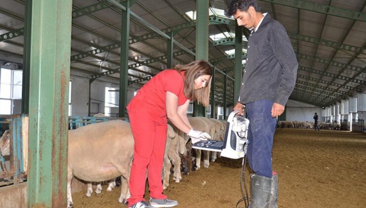 Kadın Girişimci Devlet Takviyesiyle Kurduğu Çiftlikte 1000 Koyuna Ulaştı