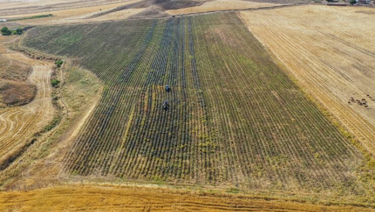 Kadın Mühendis Diyarbakır’da Yapılamaz Denileni Yaptı! 10 Tonundan 250 Kilo Yağ Çıkarıyor