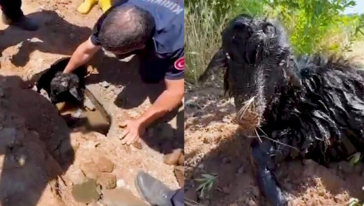 Kanalizasyon Borusundan Oğlak Çıktı