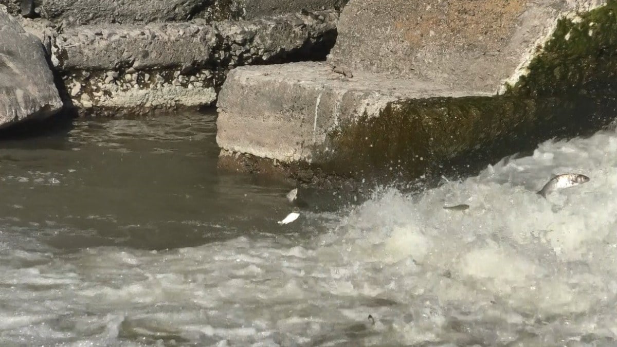 Kars’ta Balıkların ‘Ölüm’ Göçü Başladı