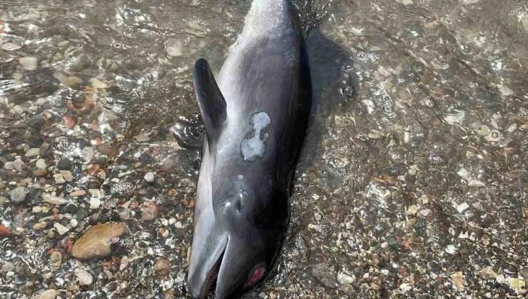 Kastamonu’nun Cide İlçesinde Ölü Yunus Balığı Kıyıya Vurdu