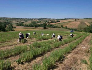 Kocaeli’de Tabip Projesiyle Kekik Hasadı Başladı