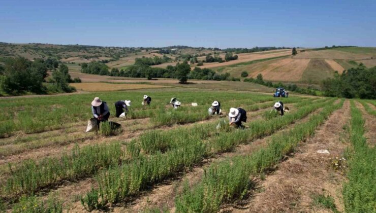 Kocaeli’de Tabip Projesiyle Kekik Hasadı Başladı