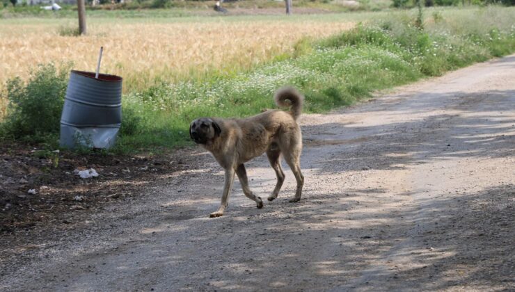 Köpek Sıkıntısına Yönelik Yeni Teklif: Evcil Hayvanını Sokağa Bırakana Yüklü Ceza