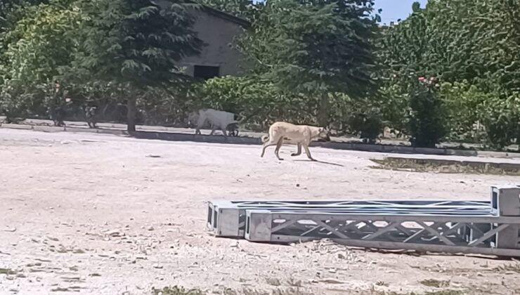 Kuduz Argümanıyla Bir Mahalle Karantinaya Alınmıştı! Test Negatif Çıktı