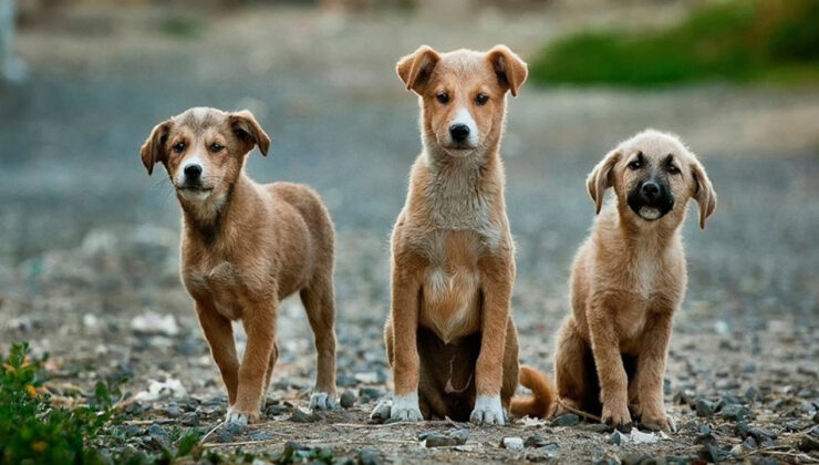 Kulis: Sahiplenilmeyen Köpekler İçin Ötanaziden Vazgeçilmiyor