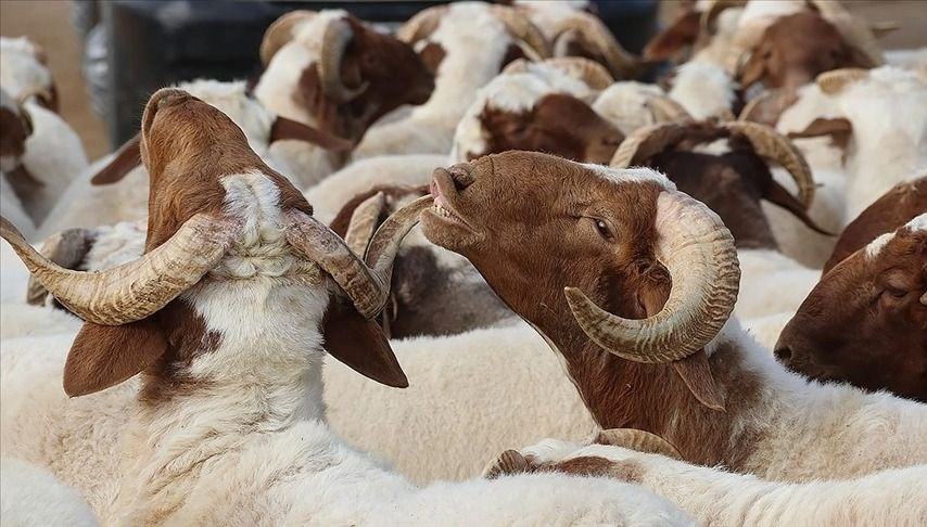 Kurban Kesim Vakti Ne Zaman Başlar ve Biter? Kimler Kurban Kesmekle Yükümlüdür?