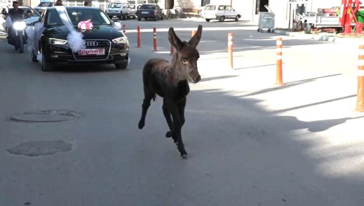 Kütahya’da Sıpa, Düğün Konvoyuna Eşlik Etti