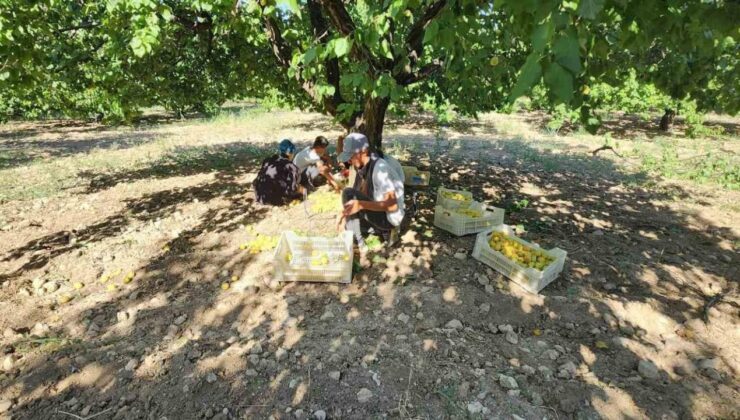 Malatya’da ’Sarı Altın’ Hasadı Başladı