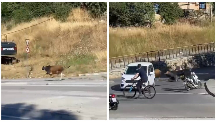 Maltepe’de Sahibini Yerde Sürükleyen Boğa Kaçtı