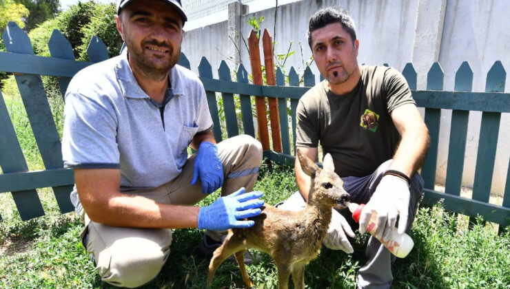 Manisa’da Ormanda Bulunan Yavru Karaca Muhafazaya Alındı